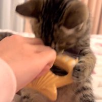 丸くなりながら両手でブラシを自分の顔の下まで持ってくる猫