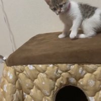 ピンクちゃんひとり