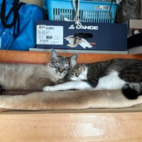 クローゼットでくっついて目を開けている猫