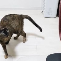 すぐもどってくるももちゃん