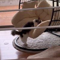 乗ろうとする猫