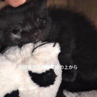 目の状態が悪かった子猫