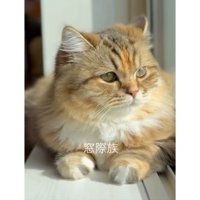 窓際の猫