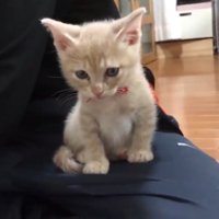 飼い主の膝の上に乗っている子猫