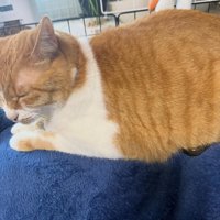 寝ている猫