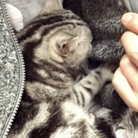 パパの胸に抱かれるアメリカンショートヘア