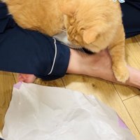 パパの足の間に座る茶トラ猫