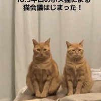 お座りする2匹の猫