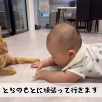 近づく赤ちゃんと猫