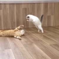 飛びかかり