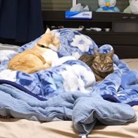 寝室に集まる猫