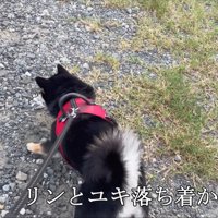 向き合う犬と子猫