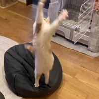 宙に浮いた猫じゃらしに前足を伸ばす猫