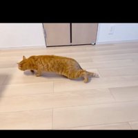 歩く猫