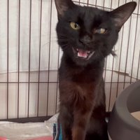 鳴いている猫
