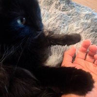 飼い主の手の上に前足を乗せて遠くを見つめる猫