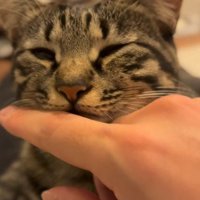 抗議する猫
