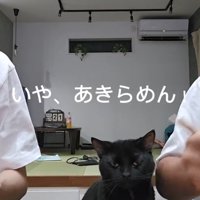 カメラ目線の猫