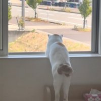 窓の外を眺める猫の後ろ姿5