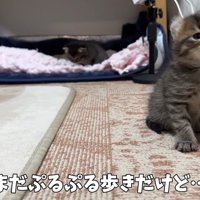 ひとりで座っている猫