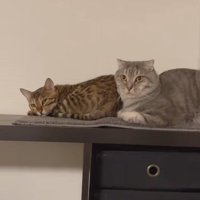 テレビ台の上でくつろぐ2匹の猫