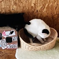 白黒猫に前足を伸ばす黒猫
