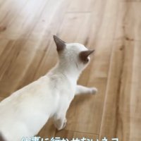 飼い主さんに行かないでアピールをする子猫