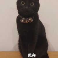 おすわりする黒猫