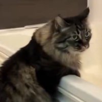 悟りきった猫の表情