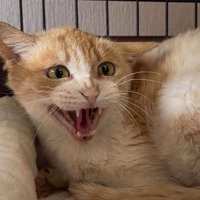 飼い主に威嚇をする猫