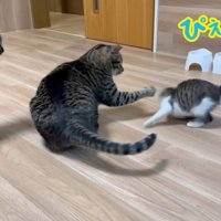 テロップ「こじろう ぴぇーっ」