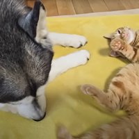 犬と子猫