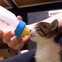 ミルクを飲んでいる子猫