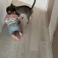 猫とハイハイする赤ちゃん