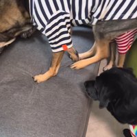 ソファの上に乗る青い服を着た犬