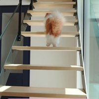 階段にいる猫の後ろ姿