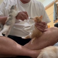 飼い主さんの太ももに座っている子猫、腕に手を乗せ立ち上がる子猫、シリンジで食事をもらっている茶白の子猫
