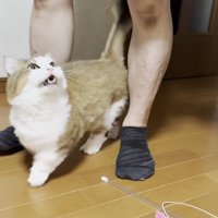 パパさんを見上げる猫ちゃん（お口が開いています）