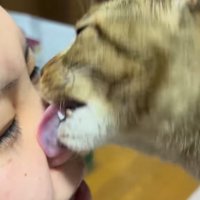 飼い主の鼻を舐める猫