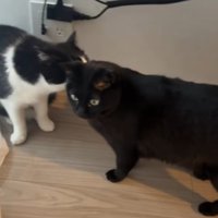 黒猫の毛づくろいをするハチワレ猫