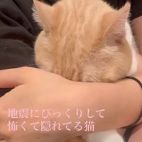 顔を隠す猫