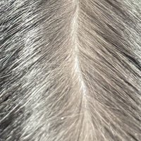 分け目を作られた猫の背中の毛