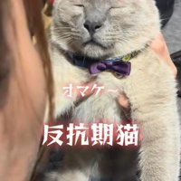 完全に目を閉じた猫