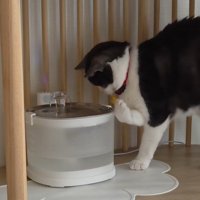 給水器の前の猫