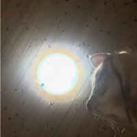 スマートフォンに映っている猫