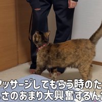 人の足にすり寄る猫