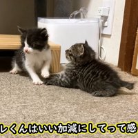 横を向くハチワレの子猫