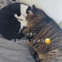くっついて寝るキジトラ猫とハチワレ猫