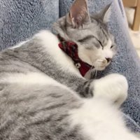 膝の上で安眠する猫