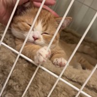 ケージの中で頭をなでられている子猫